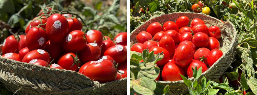 D´OÙ VIENNENT LES MEILLEURES TOMATES ?